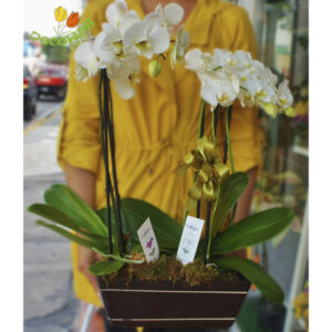 Orquidea phalaenopsis doble