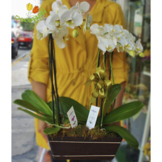 Orquidea phalaenopsis doble