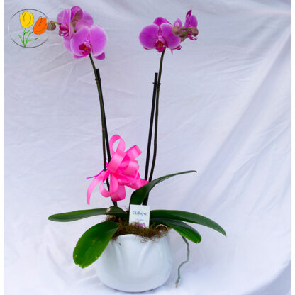 Orquidea phalaenopsis en maceta